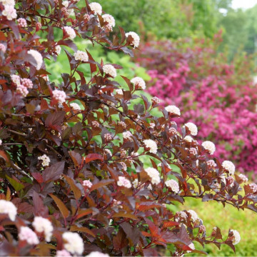 Fisocarpus (Physocarpus opulifolius Red Baron), planta gard viu, planta ornamentala, flori alb, roz