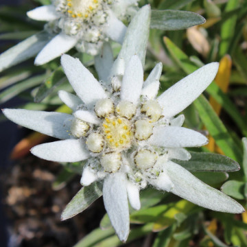 Floarea de colt (Leontopodium alpinum) - Img 2