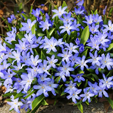 Floarea de Gheața (Chionodoxa Luciliae), planta de gradina - Img 2