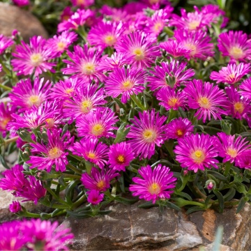 Floarea de gheata mov (Delosperma cooperi Ocean Sunset Violet)