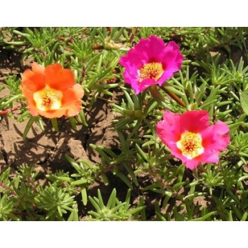 Floarea de piatra ( Portulaca grandiflora)