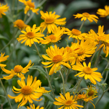 Floarea Elenei (Helenium hoopesii), planta perena, flori galbene
