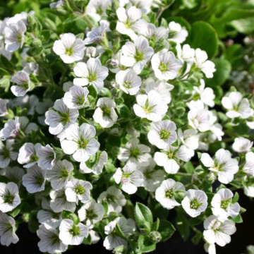Floarea miresei alba (Gypsophila cerastioides white), planta perena, flori alb
