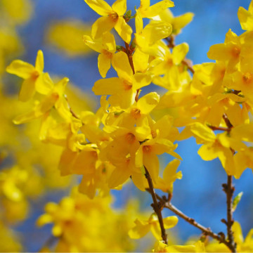 Forsitia (Forsythia int. Lynwood), planta gard viu, arbust ornamental, flori galbene