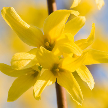 Forsitia (Forsythia intermedia) RN