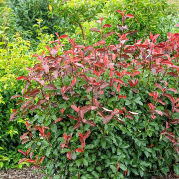 Fotinie (Photinia fraseri Camilvy), planta gard viu, vesnic verde, frunzis verde-rosu - Img 3