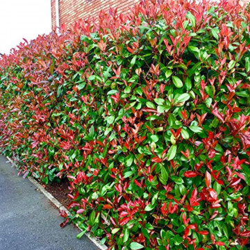 Fotinie (Photinia fraseri Red Robin), planta gard viu, vesnic verde, frunzis verde-rosu - Img 3