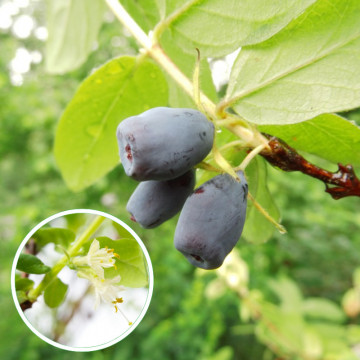 Fructele de miere (Lonicera kamtsch. Wojtek), planta gard viu, arbust fructifer