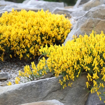 Genista (Genista lydia) ghiveci 2 l, planta acoperitoare de sol, flori galbene - Img 3
