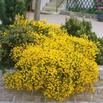 Genista (Genista lydia), planta acoperitoare de sol, flori galbene - Img 6