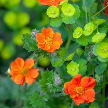 Geum Coccineum Borisii ghiveci 2 l, planta perena, flori portocaliu - Img 3