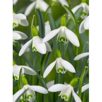 Ghiocei (Galanthus nivalis), planta perena - Img 2