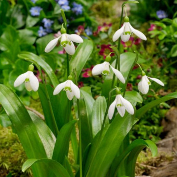 Ghiocei (Galanthus woronowii), planta de gradina - Img 2