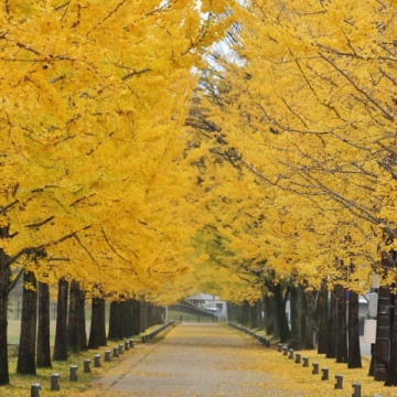 Ginkgo (Ginkgo biloba) 80-100 cm - Img 4