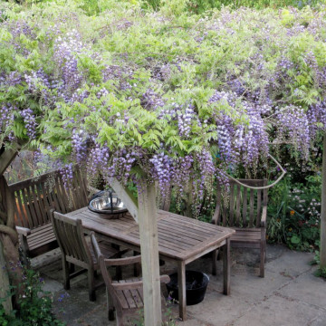 Glicina altoita (Wisteria floribunda Violacea Plena), planta cataratoare, planta parfumata, flori verde - Img 3