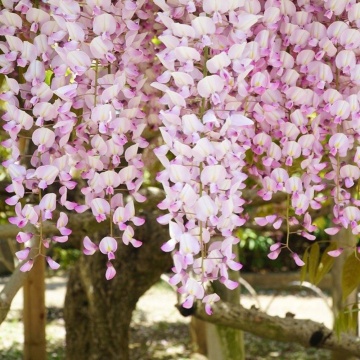 Glicina (Wisteria fl. Kuchi-Beni), planta gard viu, planta cataratoare, gradina japoneza