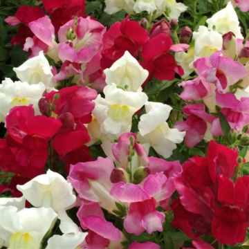 Gura leului mixt (Antirrhinum Snapshot mix), planta cu flori, flori mix