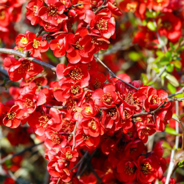 Gutui japonez (Chaenomeles superba Clementine), planta gard viu, arbust ornamental, gradina japoneza