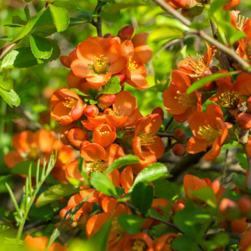 Gutui japonez portocaliu (Chaenomeles sup. Orange tail), planta gard viu, arbust ornamental, gradina japoneza - Img 2