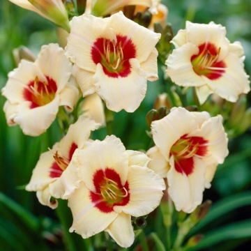 Hemerocallis Pandora's box', vesnic verde, planta perena, planta parfumata