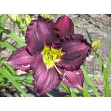 Hemerocallis 'super purple', planta perena, planta parfumata, flori mov - Img 2