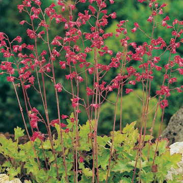 Heuchera sanguinea Leuchtkäfer, planta perena, flori rosu - Img 2