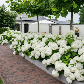 Hortensia Annabelle (Hydrangea arborescens Annabelle) ghiveci 2 l, planta gard viu, planta ornamentala, flori alb - Img 3