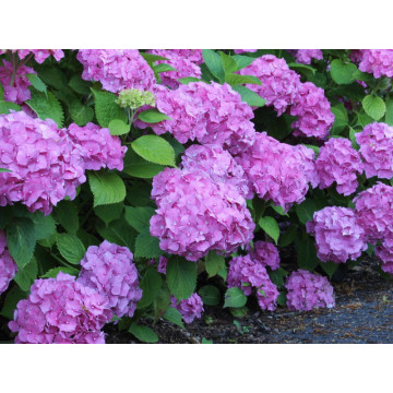 Hortensia gerda (Hydrangea macrophilla Gerda Steiniger), arbust ornamental, flori albastru, roz - Img 2