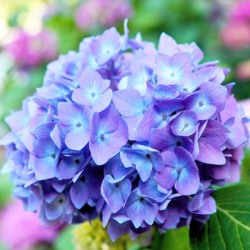 Hortensia (Hydrangea macrophylla Blauer Zwerg), planta cu flori, flori albastru, roz - Img 2