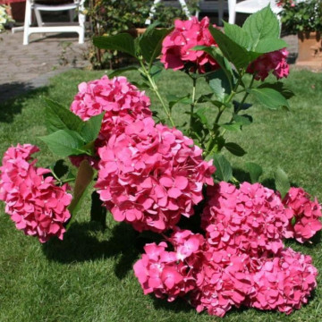Hortensia roz (Hydrangea macr Leuchteuer), planta ornamentala, flori roz - Img 2