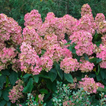 Hortensia roz (Hydrangea paniculata Pink Diamond) ghiveci 2l