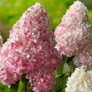 Hortensia roz (Hydrangea paniculata Vanille Fraise), arbust ornamental, flori roz