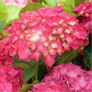 Hortensia Sibilla (Hydrangea macrophylla Sibilla), arbust ornamental - Img 2