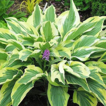 Hosta 'lakeside dragonfly', planta perena, flori mov - Img 3