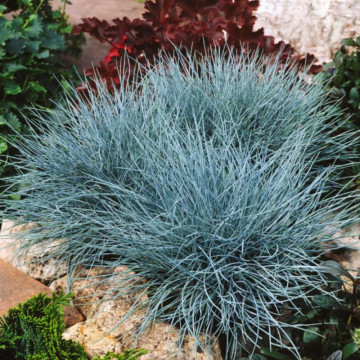 Iarba albastra (Festuca valesiaca Glaucantha) ghiveci 1.5l, iarba decorativa