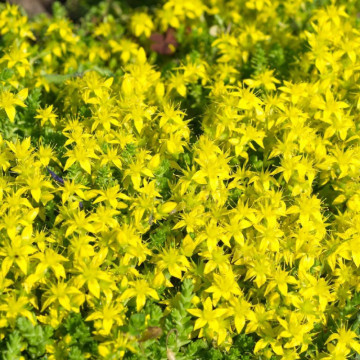 Iarbă de șoaldina galbenă (Sedum acre Yellow) ghiveci 2l, vesnic verde, planta perena