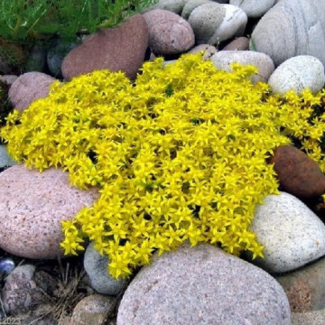 Iarba de soaldina (Sedum acre), vesnic verde, planta perena - Img 3