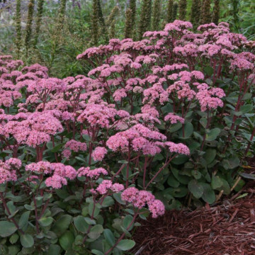 Iarba de soaldina (Sedum Matrona) ghiveci 2l, planta perena, planta melifera, flori roz - Img 3