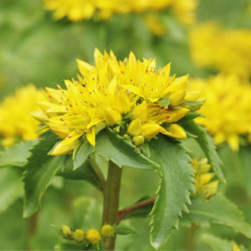 Iarbă de șoaldina (Sedum selskianum) ghiveci 3L, vesnic verde, planta perena