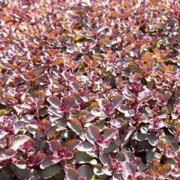 Iarba de soaldina (Sedum spurium Purpur Winter), planta ornamentala - Img 3