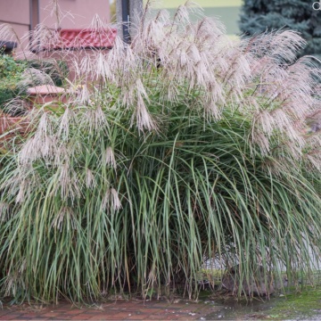 Iarba elefantului (Miscanthus sin. Goliath) - Img 2
