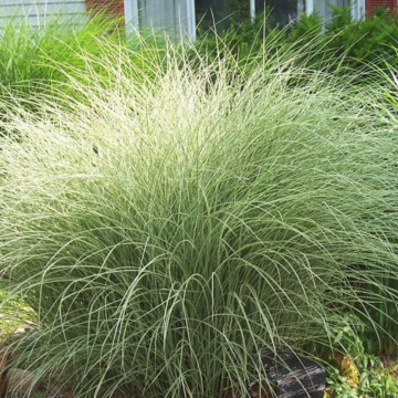 Iarba elefantului (Miscanthus sin. Morning Light), iarba decorativa - Img 3