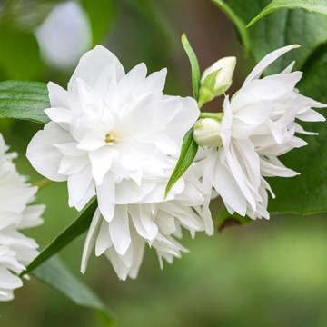 Iasomie batuta (Philadelphus Minnesota Snowflake), planta gard viu, arbust ornamental, planta melifera