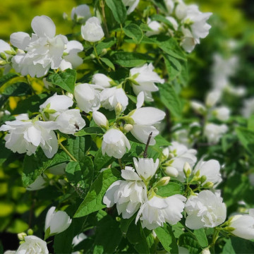 Iasomie batuta (Philadelphus Snowbelle), planta gard viu, arbust ornamental, planta melifera