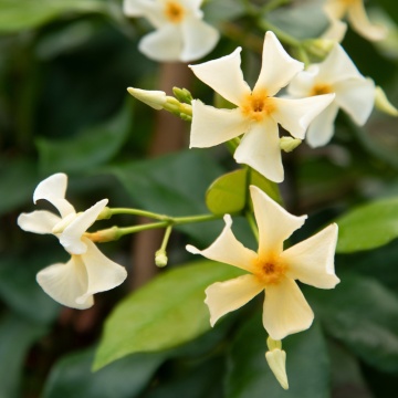 Iasomie stea (Trachelospermum Christabel Bielenberg), vesnic verde, planta cataratoare, flori alb