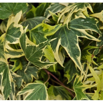 Iedera (Hedera helix Yellow Ripple) ghiveci 2 l