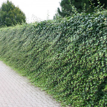 Iedera (Hedera hibernica) 80 cm, planta gard viu, vesnic verde - Img 2