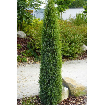 Ienupăr Arnold (Juniperus communis Arnold) ghiveci 2L, planta gard viu, vesnic verde - Img 2