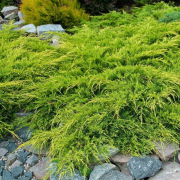 Ienupar auriu (Juniperus pf. Pfitzeriana Aurea), planta gard viu, vesnic verde, frunzis galben - Img 2