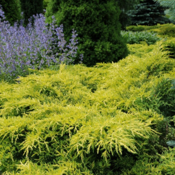 Ienupar auriu (Juniperus pfitzeriana King of spring) ghiveci 3 l, planta gard viu, vesnic verde, frunzis galben - Img 2
